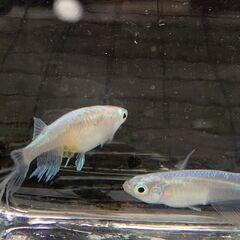 青蝶　今年春生まれの若魚　１０匹　１０００円②の画像