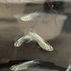青蝶　今年春生まれの若魚　１０匹　１０００円②の画像