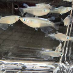 青蝶　今年春生まれの若魚　１０匹　１０００円②の画像