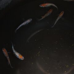 三色ラメ幹之メダカ　成魚　現物７匹　６００円の画像