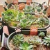 ランキングキーワードに紐づく投稿画像-多肉植物