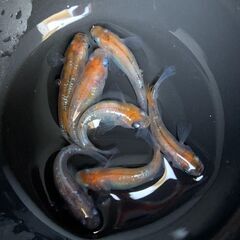 三色ラメ幹之メダカ　成魚　現物７匹　６００円の画像