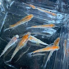 三色ラメ幹之メダカ　成魚　現物７匹　６００円の画像