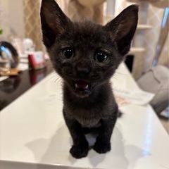 お耳が大きなクロネコの女の子🩷トライアル中です🐈‍⬛