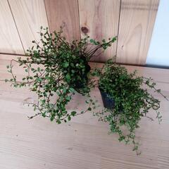 観葉植物　植物　ガーデニング　ロンギカウリスタイム&ワイヤープランツの画像