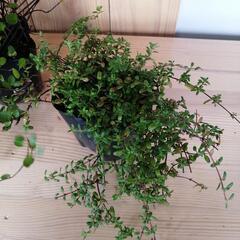 観葉植物　植物　ガーデニング　ロンギカウリスタイム&ワイヤープランツの画像