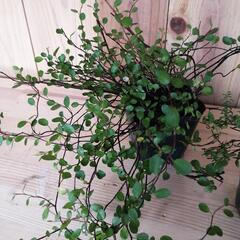 観葉植物　植物　ガーデニング　ロンギカウリスタイム&ワイヤープランツの画像