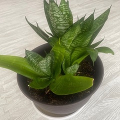 サンスベリア 観葉植物の画像