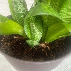 サンスベリア 観葉植物の画像
