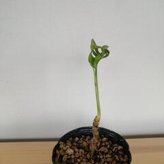①モンステラ　フリードリヒスターリーの画像