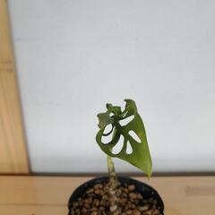 ①モンステラ　フリードリヒスターリーの画像