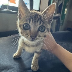 すごく人懐こい子猫ちゃんです✨️