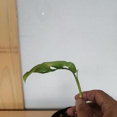 ①モンステラ　フリードリヒスターリーの画像