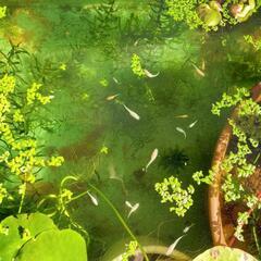 メダカ幼魚MIX15匹の画像