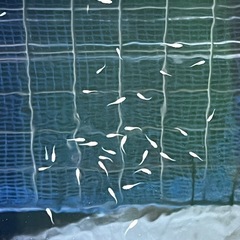 【紅帝メダカ】成長が安定した生後2週〜稚魚10匹の画像