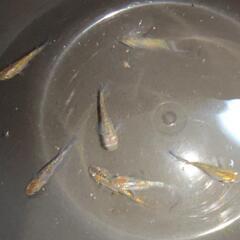 レインボードラゴンめだか  オスのみ5匹＋α 若魚の画像