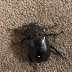 カブトムシ　ペアの画像