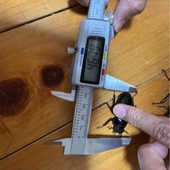 ギラファノコギリクワガタ の画像