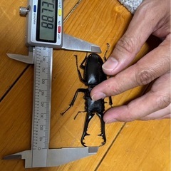 ギラファノコギリクワガタ の画像