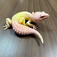 レオパードゲッコー　ブリザード　フィギュア　の画像