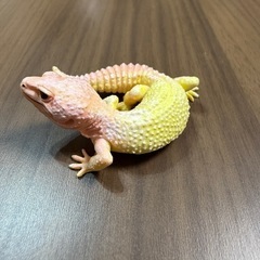 レオパードゲッコー　ブリザード　フィギュア　の画像