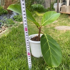 アフリカンプリンス　ゴムの木　希少種の画像