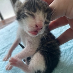 産まれたてです🐱🐾7/19頃
