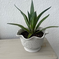 観葉植物の画像