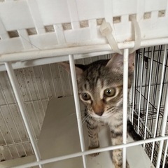 キジトラあおちゃん