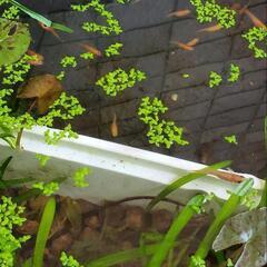 メダカ幼魚10匹+浮草2種+レッドラムズの画像