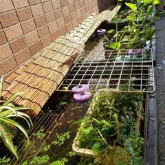 メダカ幼魚10匹+浮草2種+レッドラムズの画像