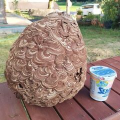 蜂の巣①　スズメバチの巣　縁起物　厄除け　魔よけ　アンティークインテリアの画像