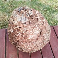 蜂の巣①　スズメバチの巣　縁起物　厄除け　魔よけ　アンティークインテリアの画像