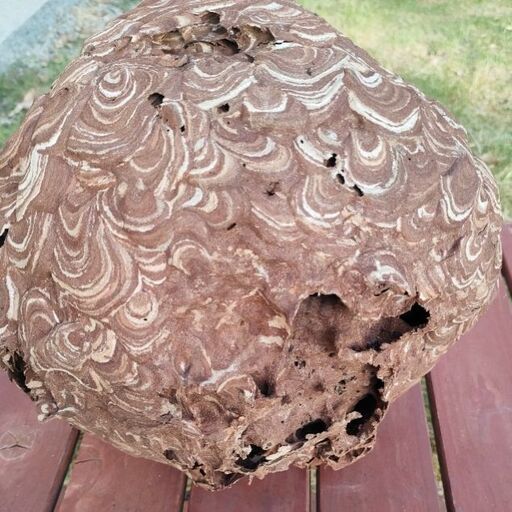 蜂の巣①スズメバチの巣縁起物厄除け魔よけアンティーク