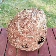 蜂の巣①　スズメバチの巣　縁起物　厄除け　魔よけ　アンティークインテリアの画像
