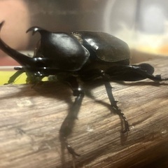 カブトムシの画像