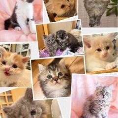 🐱✨2025年7月27日(日) 立川すみれペットクリニック…