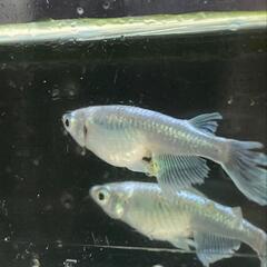 蒼穹【メダカ】（若魚）約2.5cm 10匹セットの画像