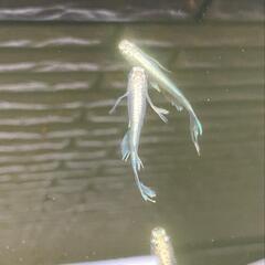 蒼穹【メダカ】（若魚）約2.5cm 10匹セットの画像