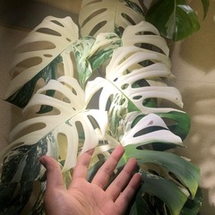 斑入りモンステラ　大型株の画像