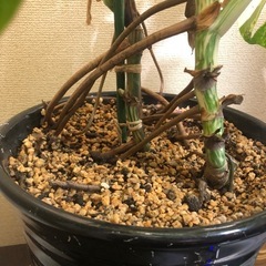 斑入りモンステラ　大型株の画像