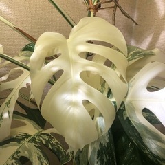 斑入りモンステラ　大型株の画像