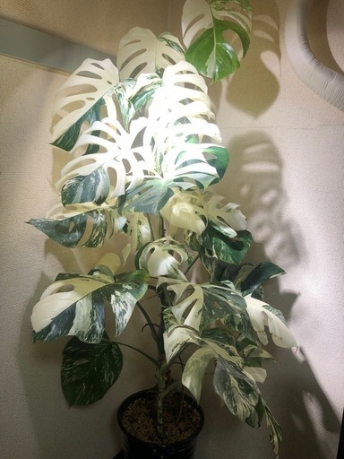 斑入りモンステラ　大型株