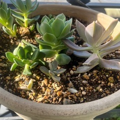 可愛い多肉植物の画像