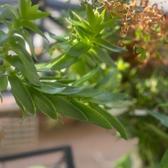 可愛い多肉植物の画像