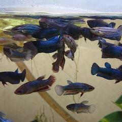 熱帯魚 ベタ 選別無し10匹の画像