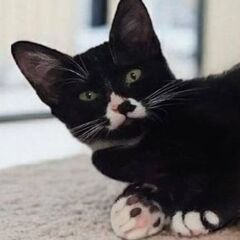 7月27日(日)三鷹で猫の譲渡会💐🌟🩷新たな子猫特集🩵☄️…
