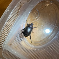 【カブトムシ 13匹 まとめ売り】の画像