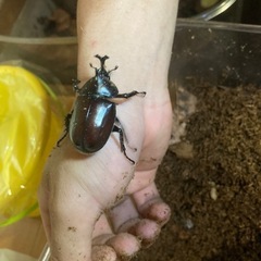 【カブトムシ 13匹 まとめ売り】の画像