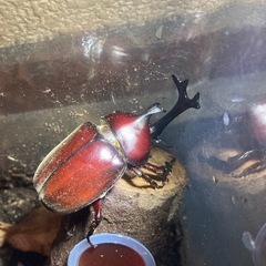 【カブトムシ 13匹 まとめ売り】の画像